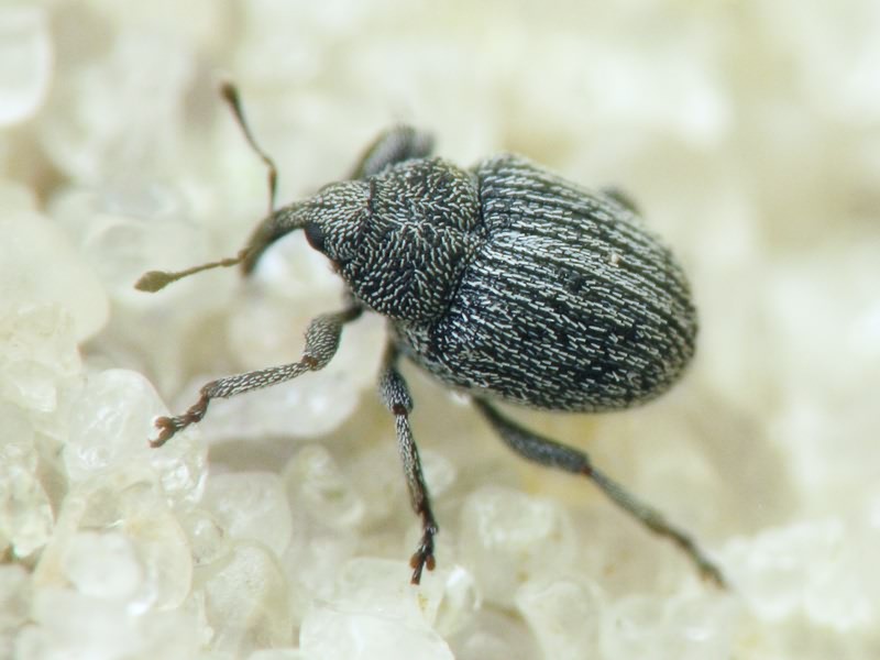 Curculionidae Latreille, 1802